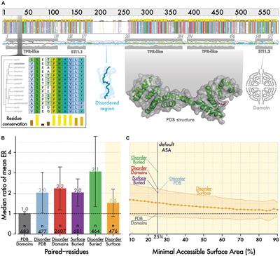 Abundance Imparts Evolutionary Constraints of Similar Magnitude on the Buried, Surface, and Disordered Regions of Proteins